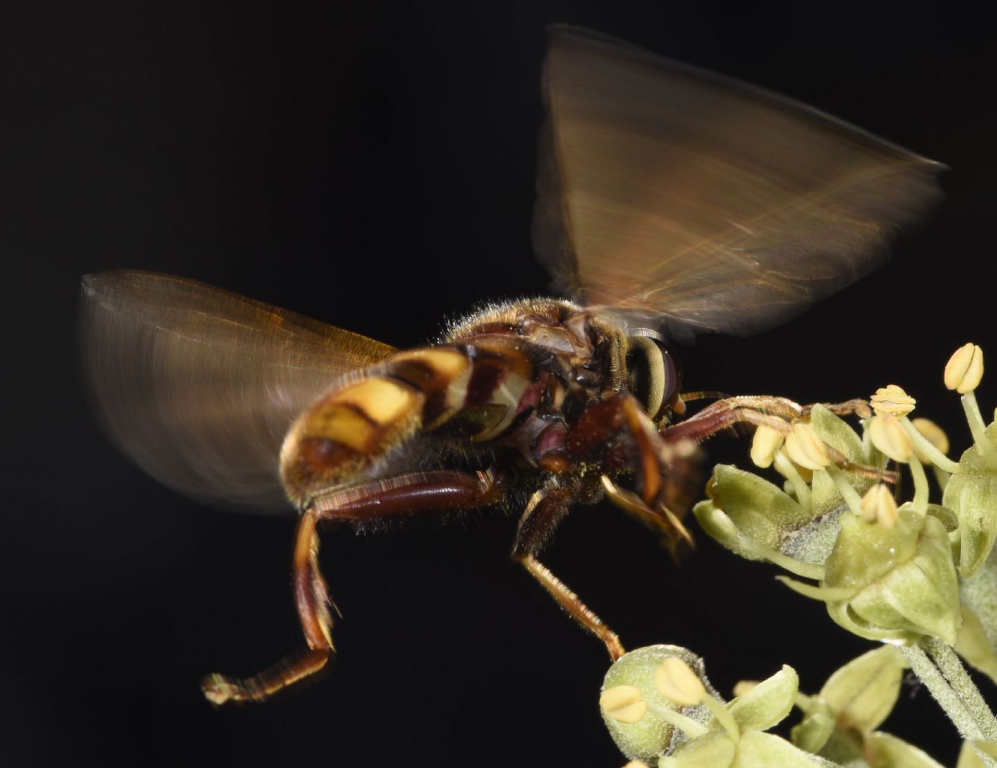 Milesia crabroniformis (Syrphidae)